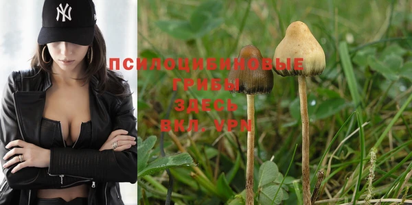 PSILOCYBIN Балахна